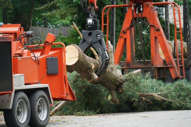 Best Tree Trimming Near Me  in San Felipe Pueblo, NM